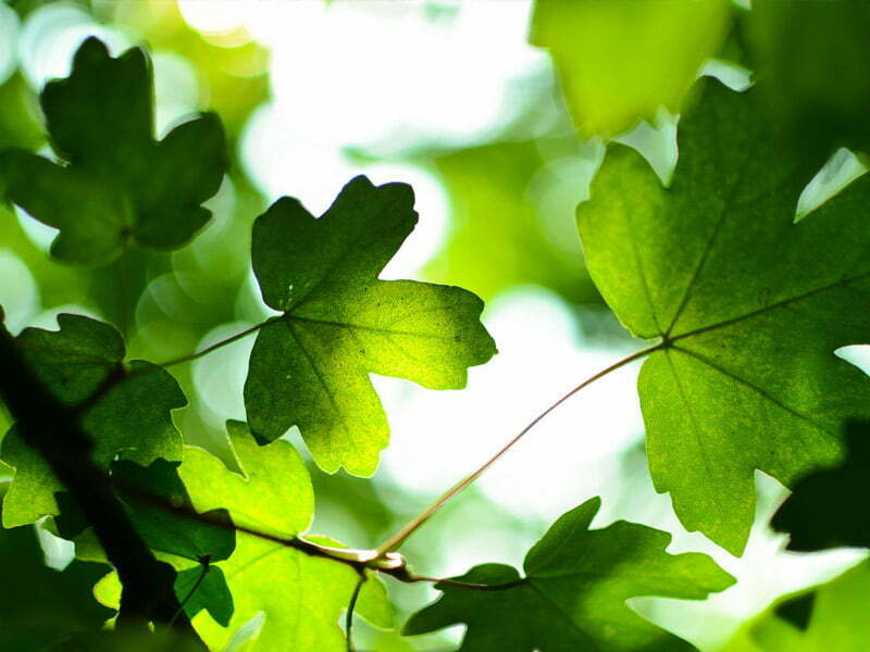 esg-going-green